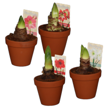 Amaryllisbol in terracotta